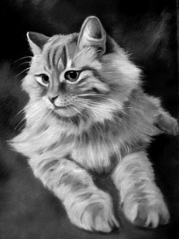 charcoal cat pet portrait