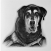 Sketch of Dog sitting