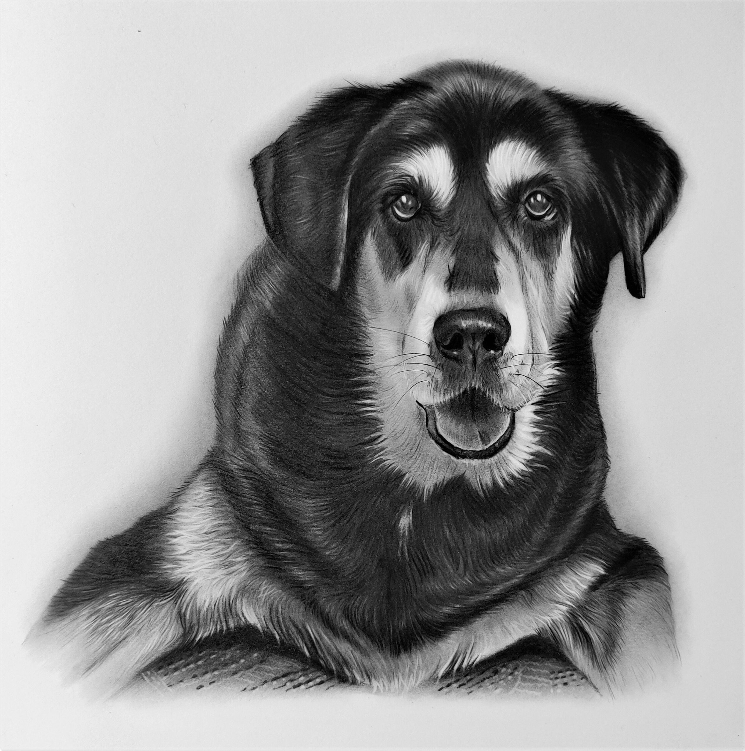 Sketch of Dog sitting