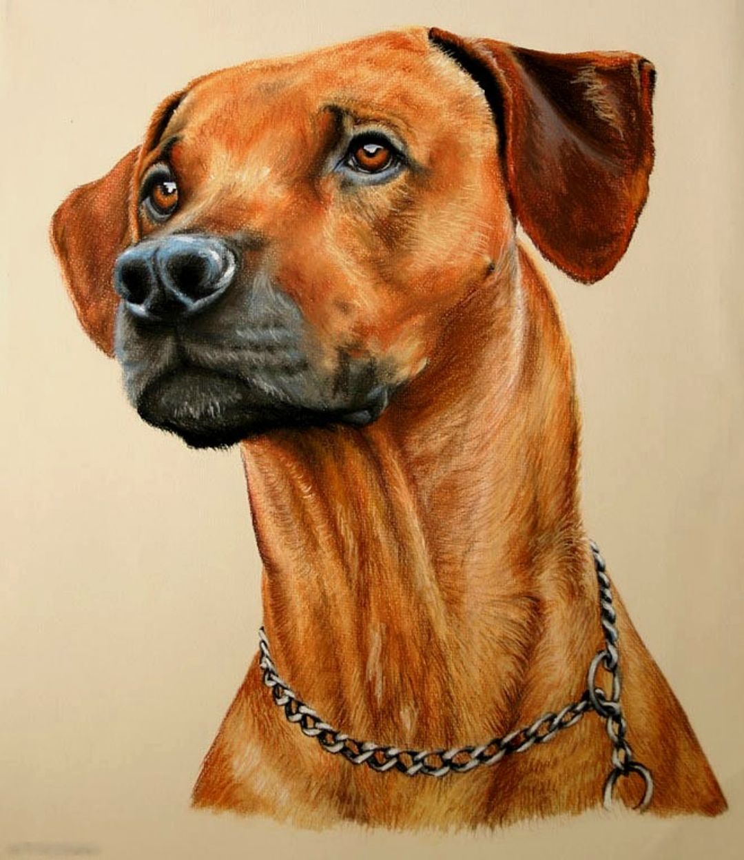 dog colored pencil portrait from photo