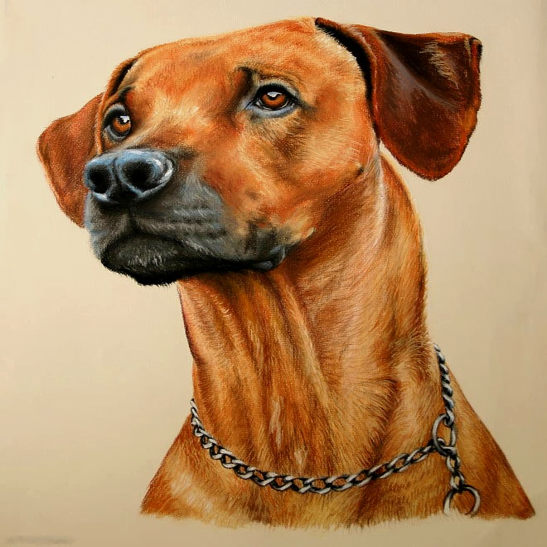 PET COLOR PENCIL SKETCH (5)