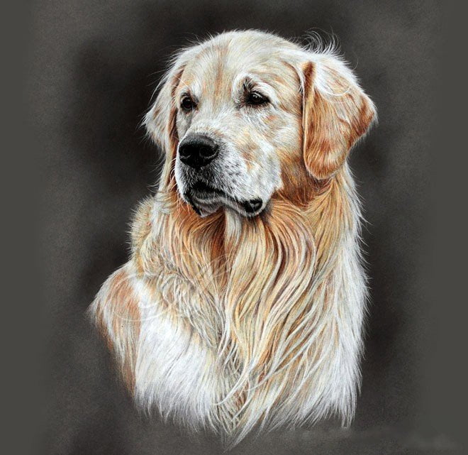 dog colored pencil drawing
