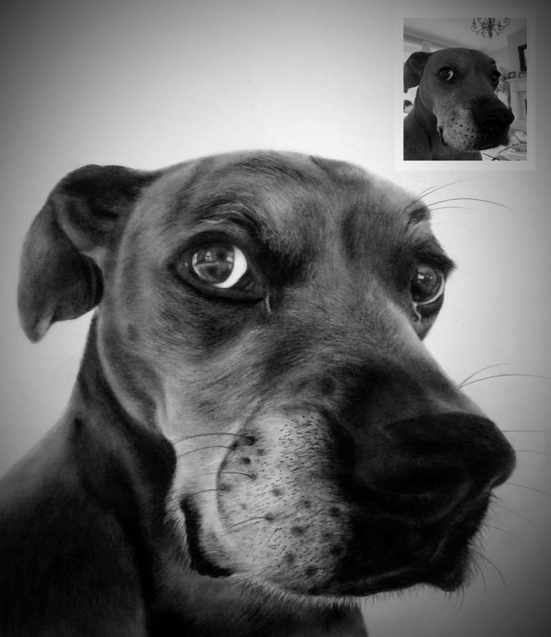 Dog pet charcoal portrait