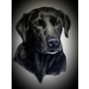 BEST PET CHARCOAL DRAWING FROM PHOTOS