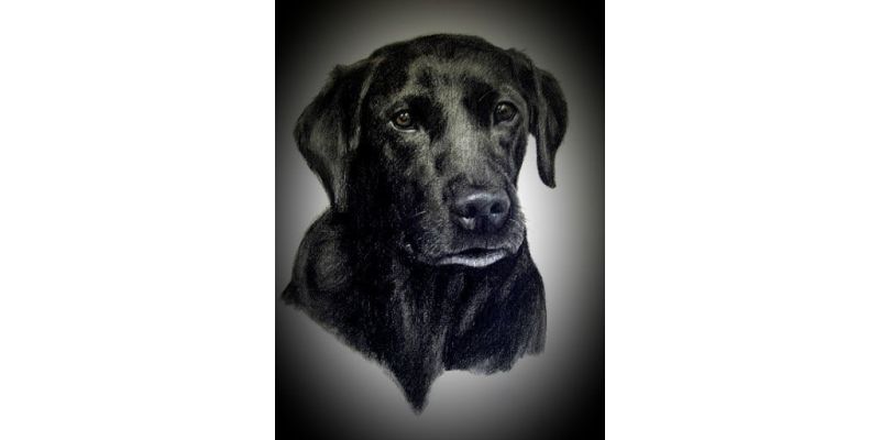BEST PET CHARCOAL DRAWING FROM PHOTOS