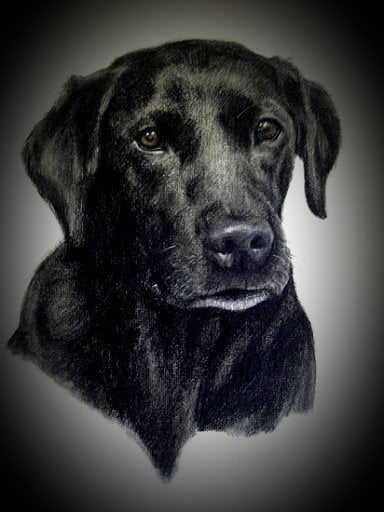 BEST PET CHARCOAL DRAWING FROM PHOTOS