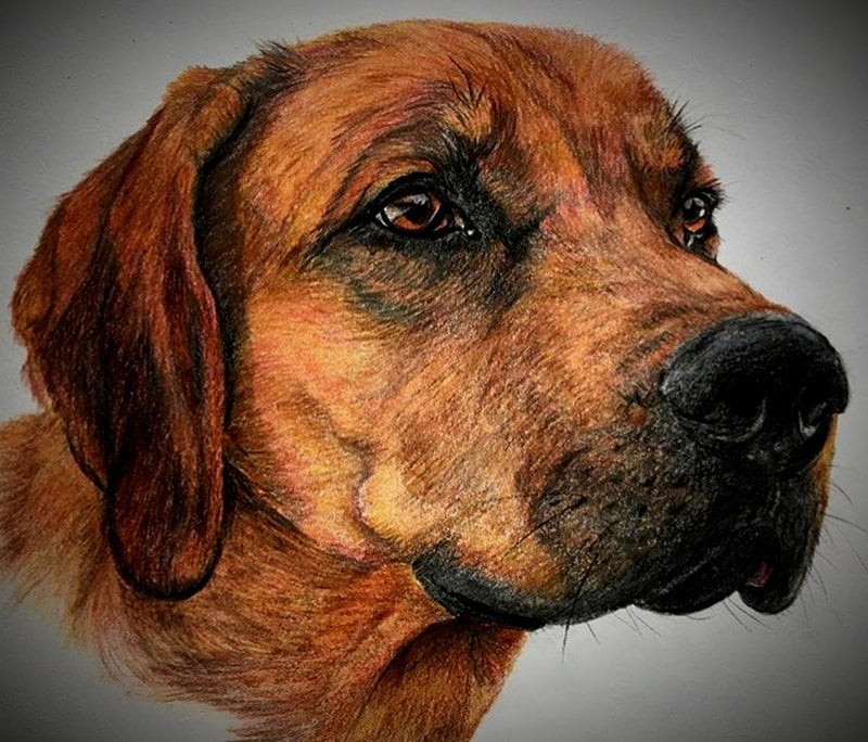 CUSTOM PET DOG COLOR PENCIL SKETCH