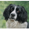 HAIRY DOG CUSTOM PAINTED PAINTING